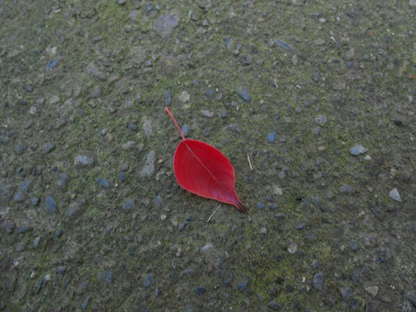 First Fall