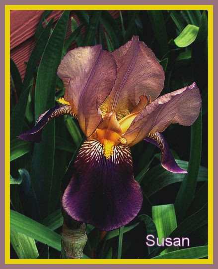 First Blooming Iris