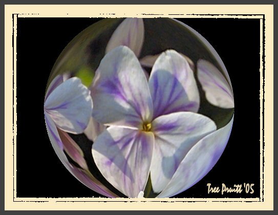 Orb Bloom