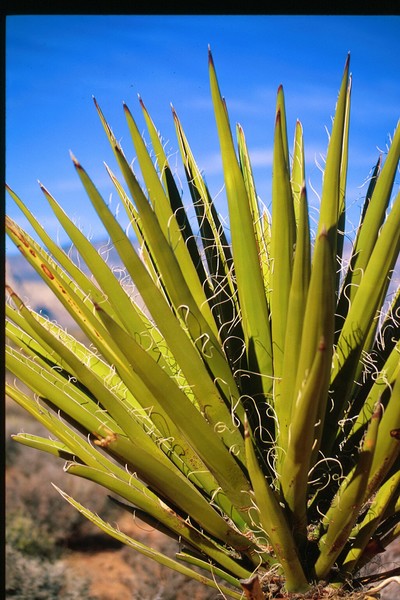Green in The Desert