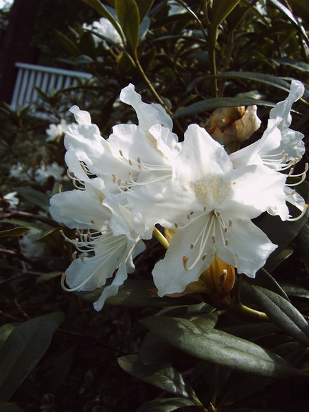 Pale shade of white