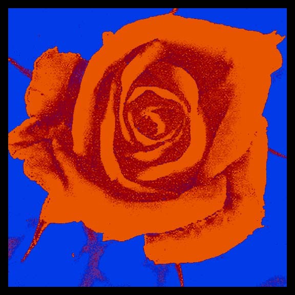 rose three