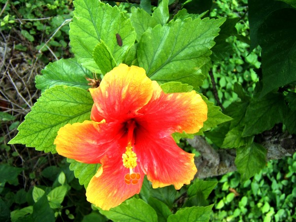 Red Hibiscus