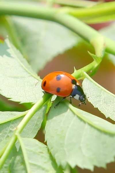 Lady bug on Rose-bush