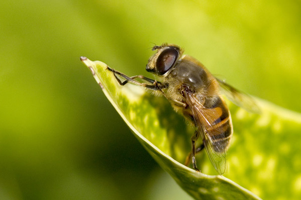 Glider Fly resting on a leaf.