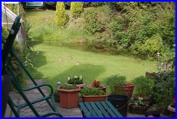 Evening visitors