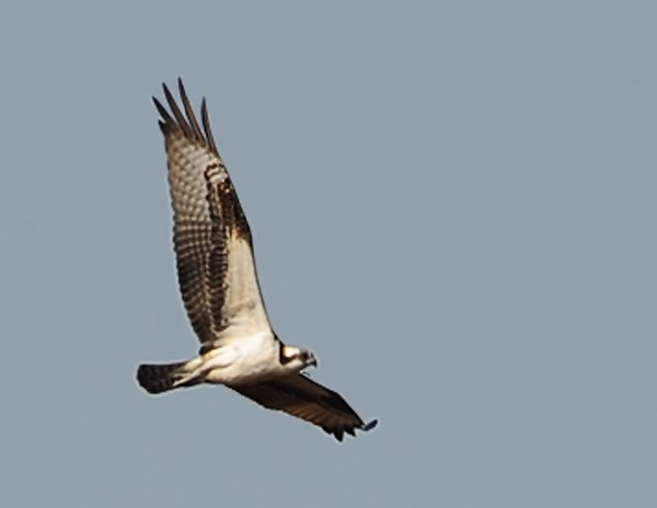 Flying Osprey