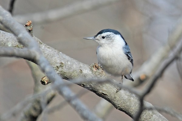 White-Throated Nuthatch