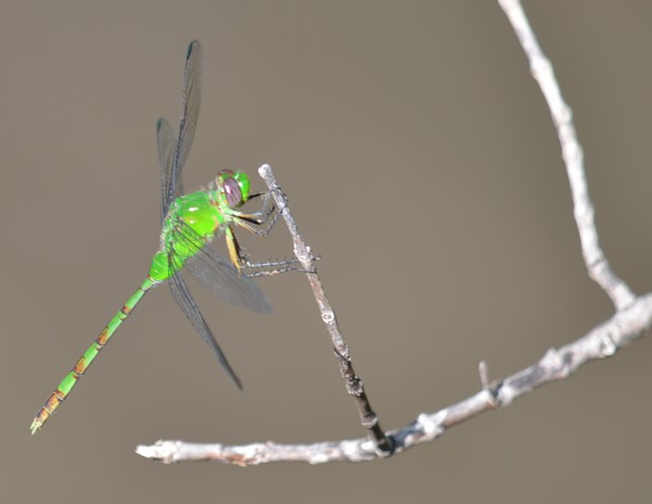 Dragonfly
