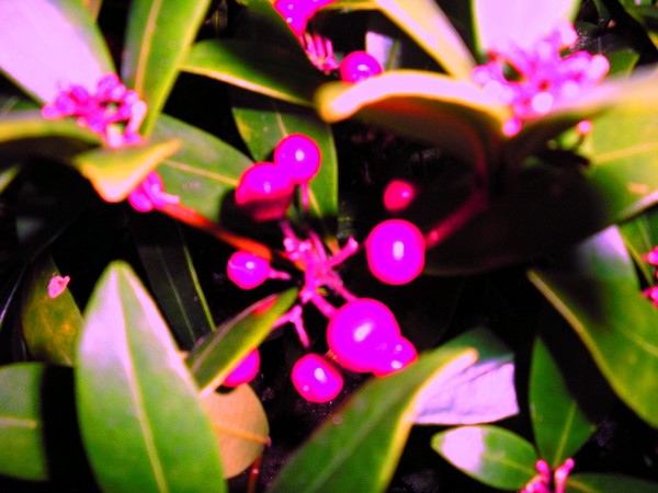 Berries