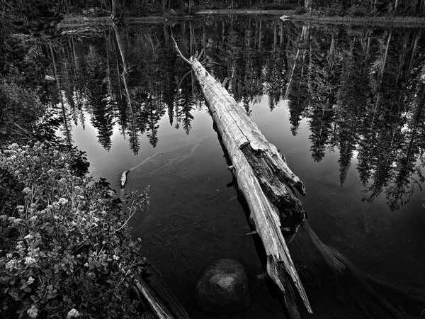 wagner treeinlake 1348