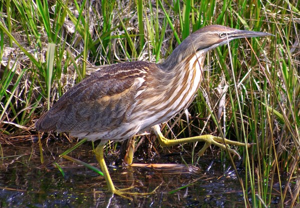 American Bittern