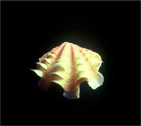 The Butterfly Shell