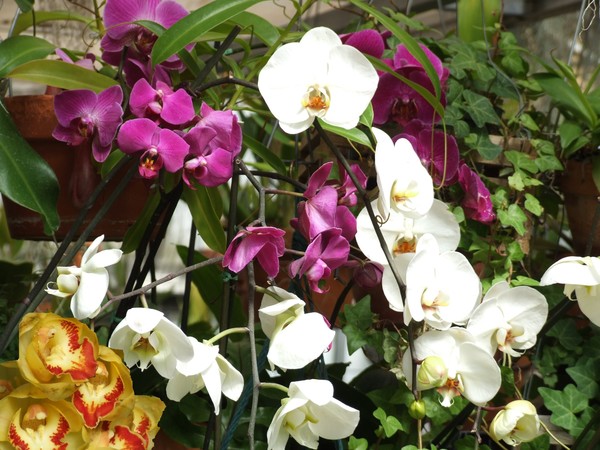 Orchids - All . . . .