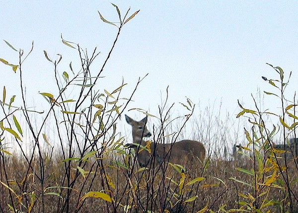 Minnesota Deer