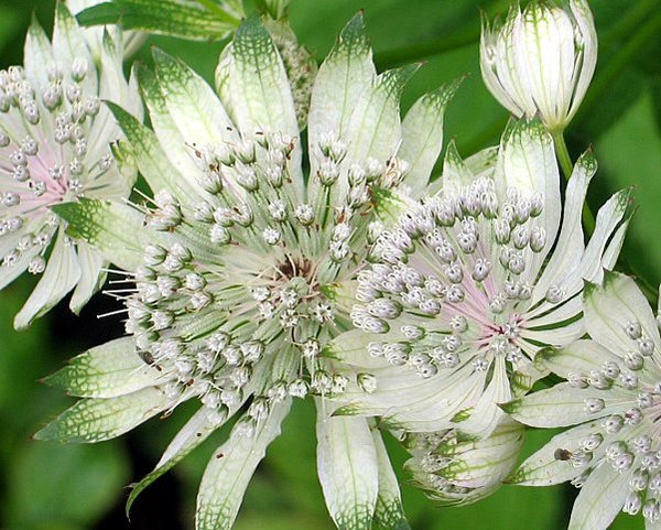 Astrantia