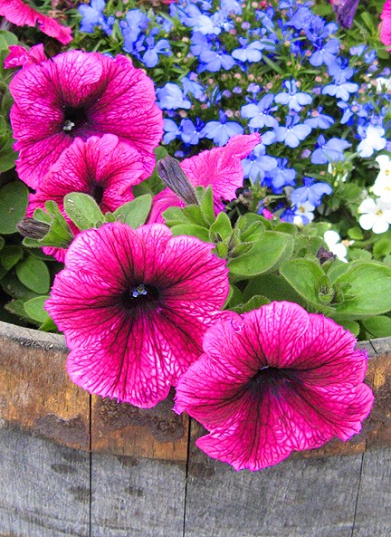 Bloomin Color