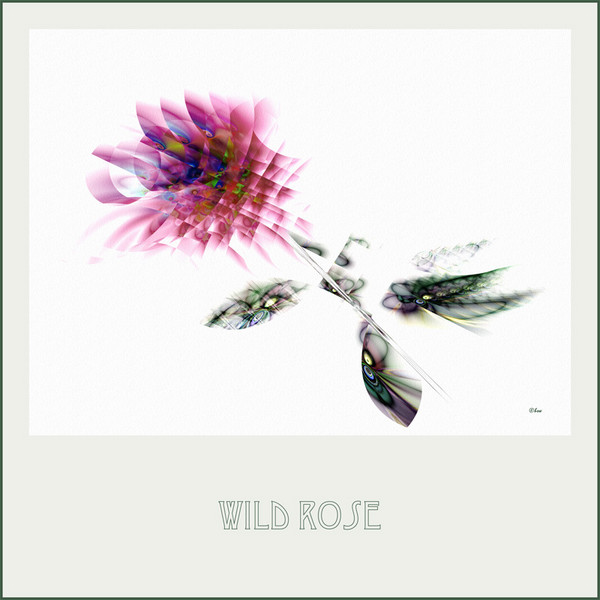 Wild Rose
