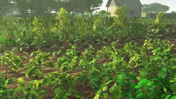 Herb garden