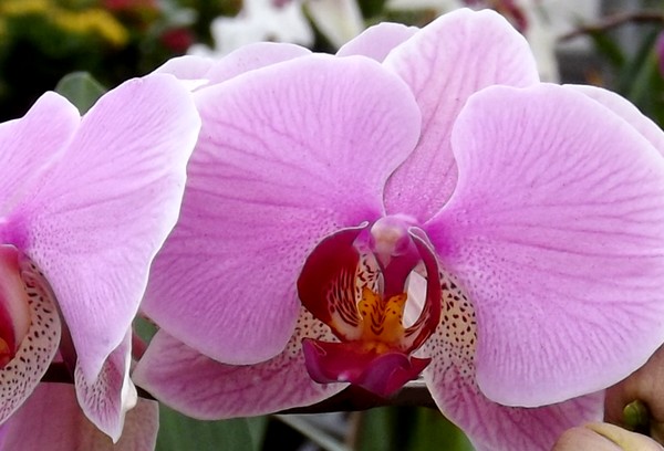 Lavender Toned Orchids (Fifteen)