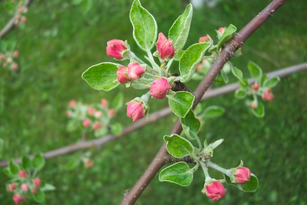 Apple's Touch