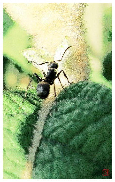 Ant