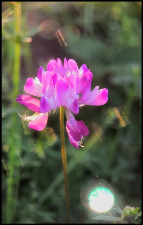 purple flower