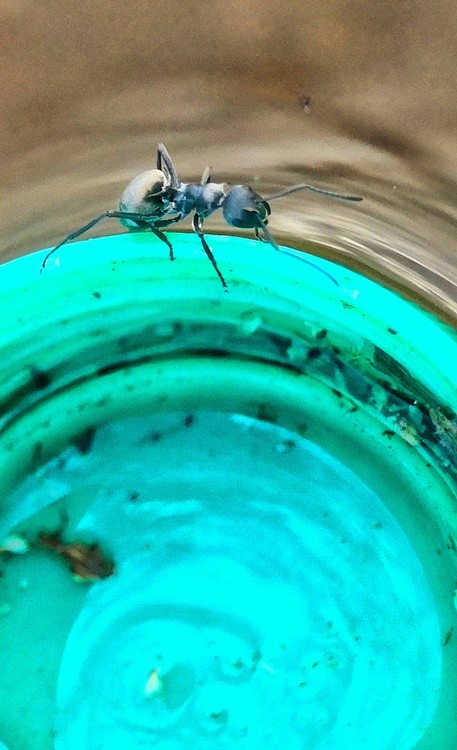ant at water