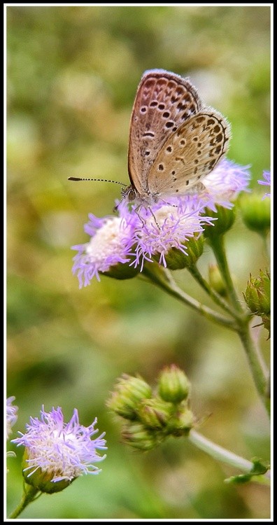 on flower