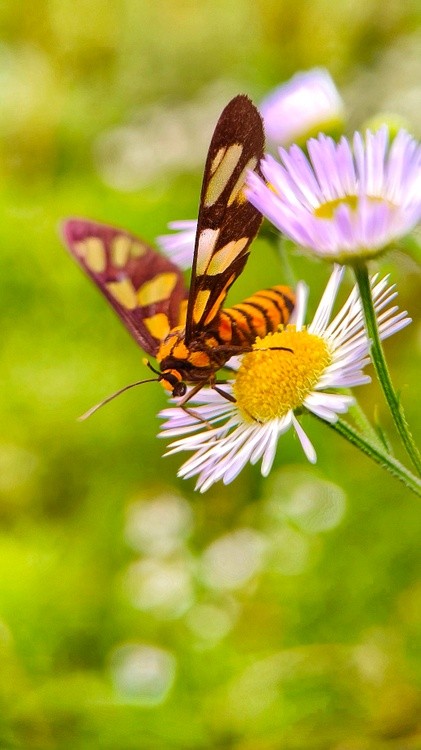 this flower is mine