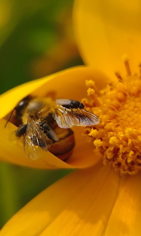 ending of a bee life