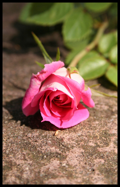 Little pink rose