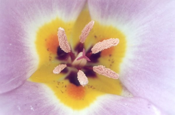 Inner Beauty