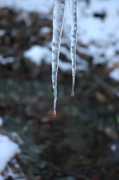 Ice Sapp
