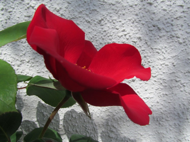 Red and White