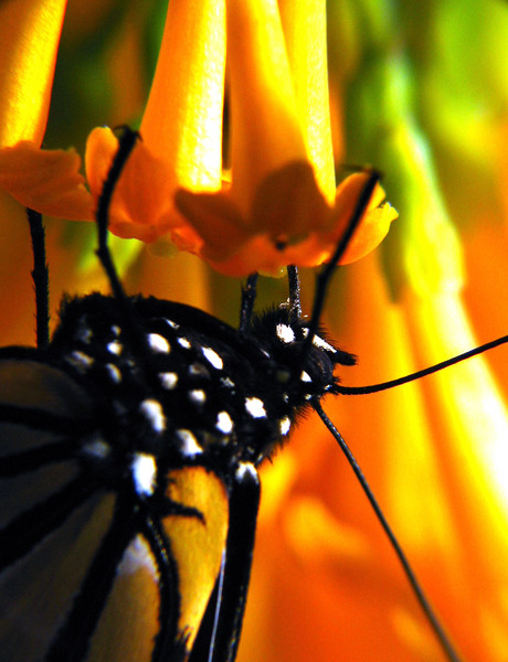 monarch