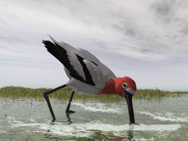 Avocet