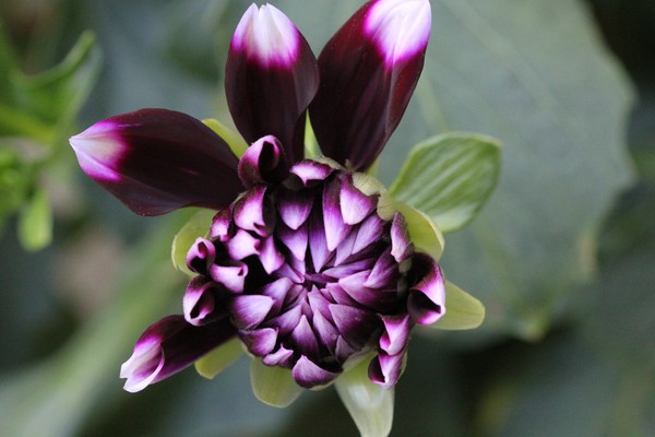 Dahlia bloom second day opening