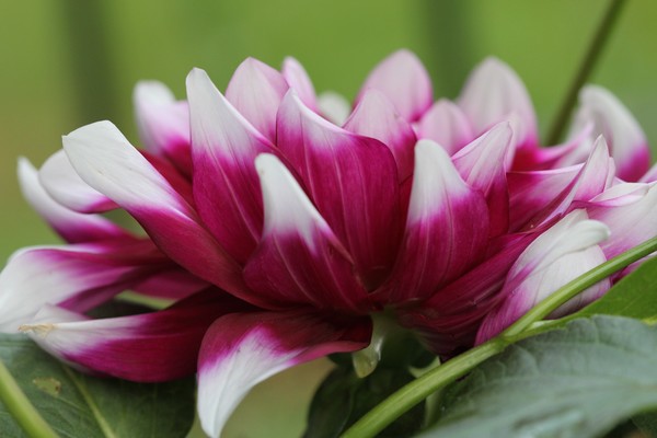 Dahlia bloom side view