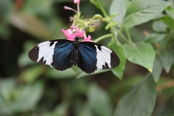 Cyndo butterfly