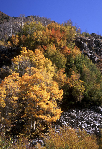 Golden Aspens on Mountain Slope