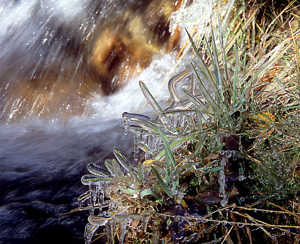 Frozen Grasses 3