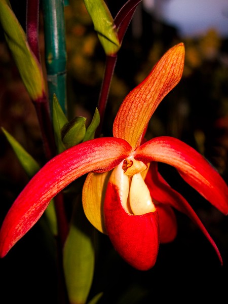 Red Orchid