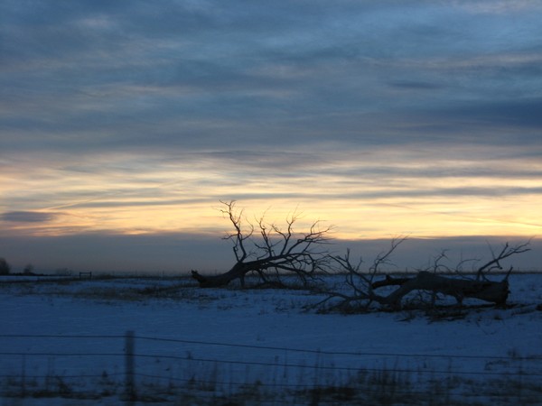 The Felled