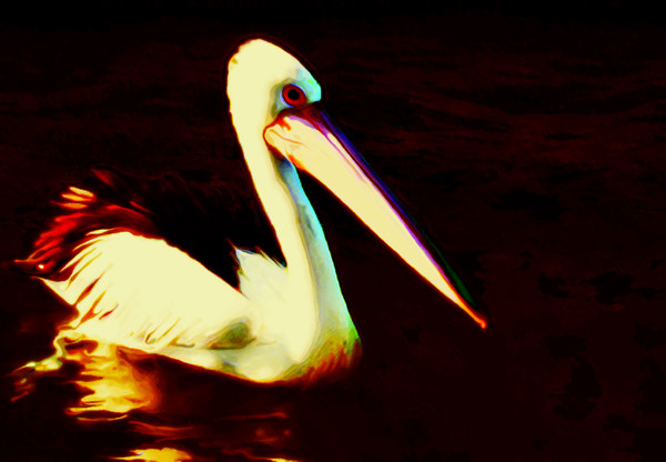Sunset Swimmer