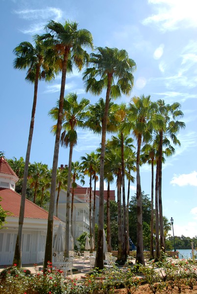 Palm Trees