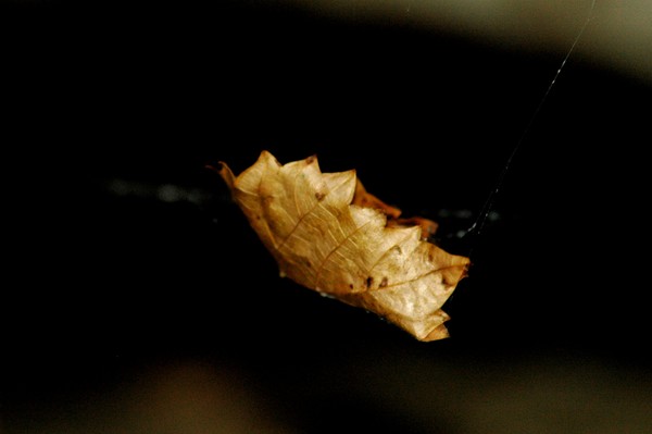Suspended