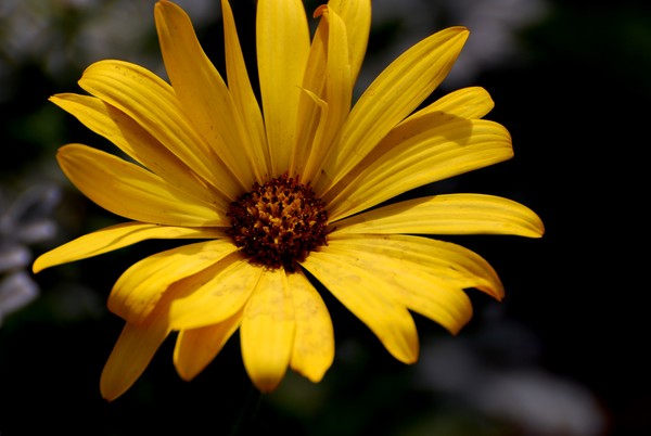 Daisy