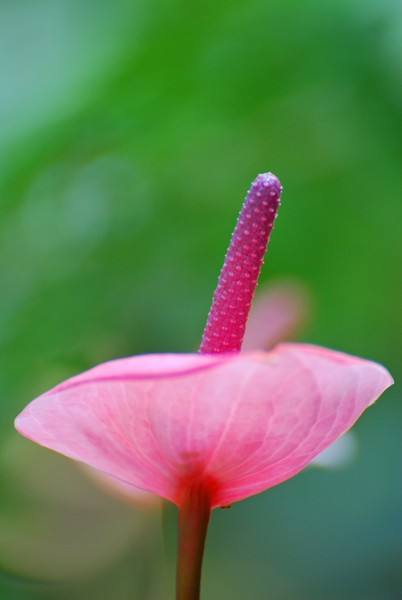 Pink Ballerina