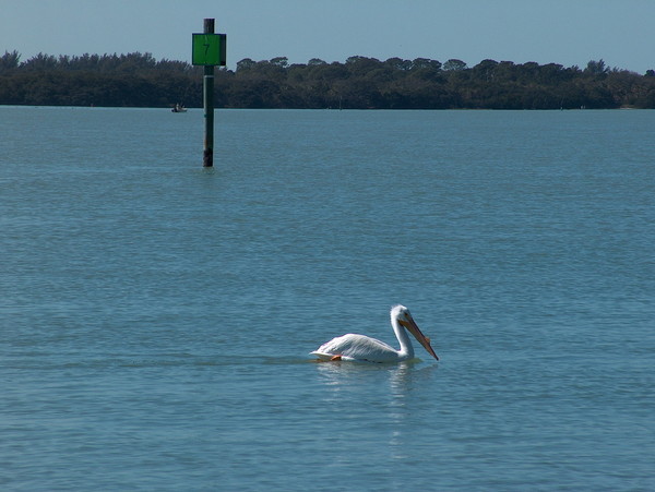 white pelican